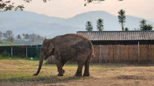 Jungle Chiang Mai Elephant Sanctuary
