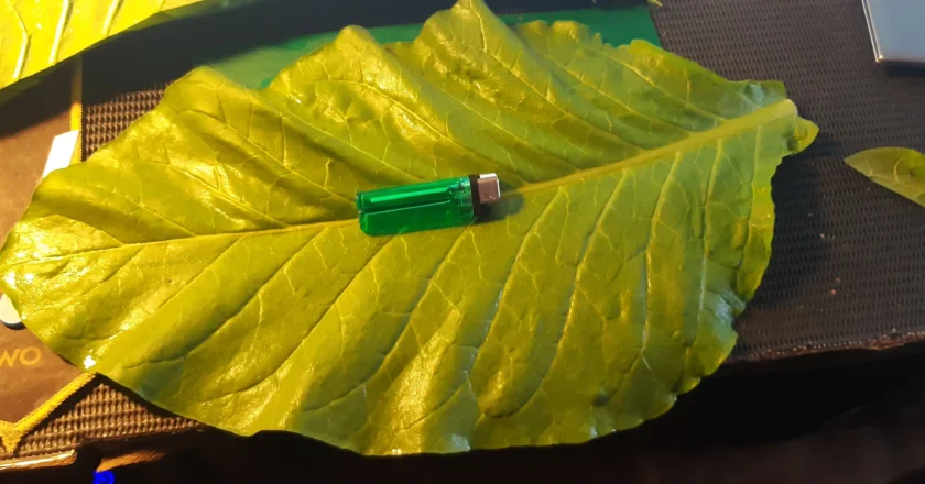 Growing-Tobacco-in-Chiang-Mai-Thailand-Curing