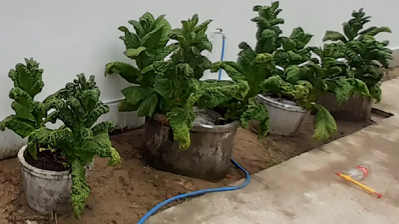 Growing Tobacco in Chiang Mai Thailand - Plants