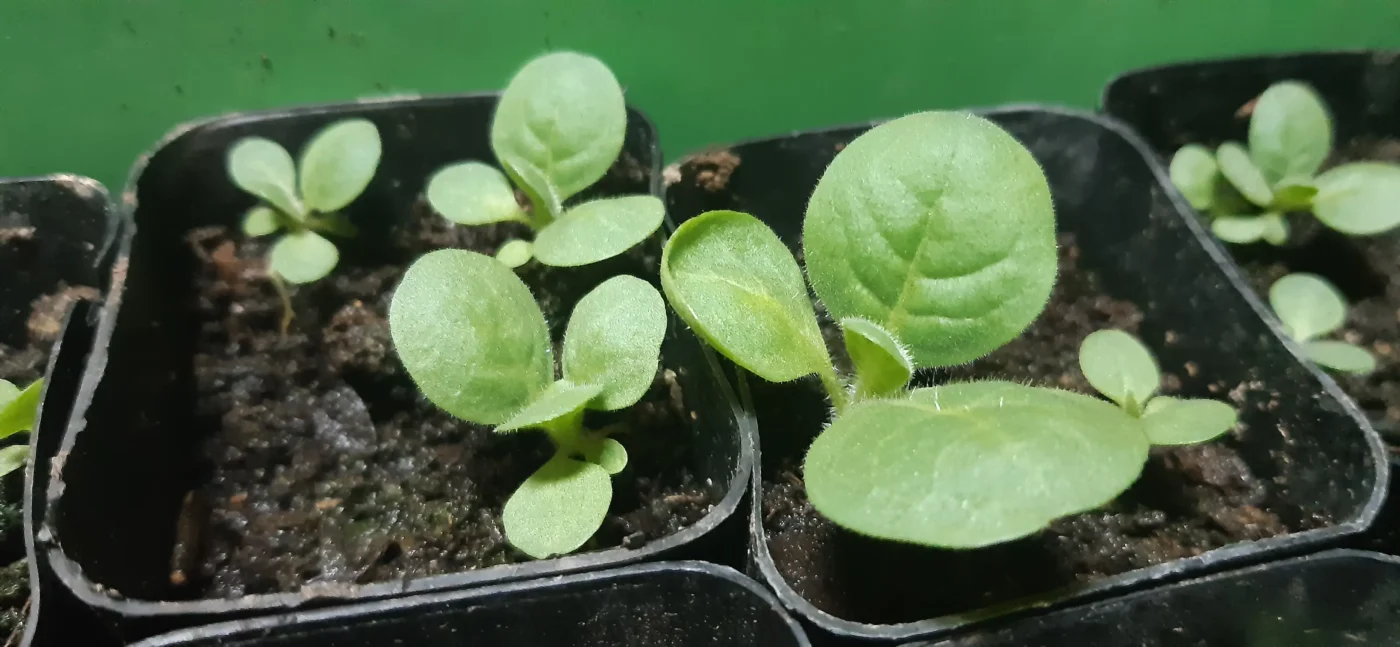 Growing Tobacco in Chiang Mai Thailand - seedlings