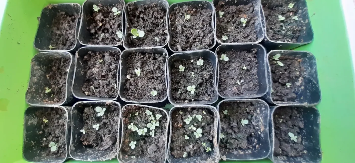 a green tray filled with growing tobacco seeds